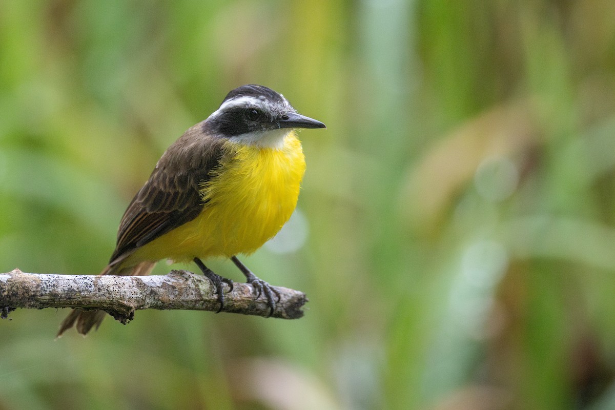 Lesser Kiskadee - ML647526631