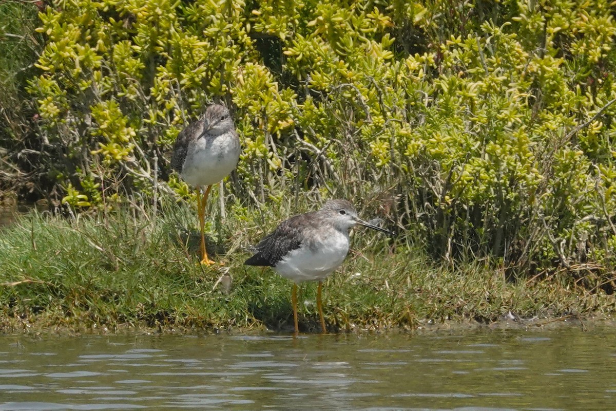 Greater Yellowlegs - ML647526633
