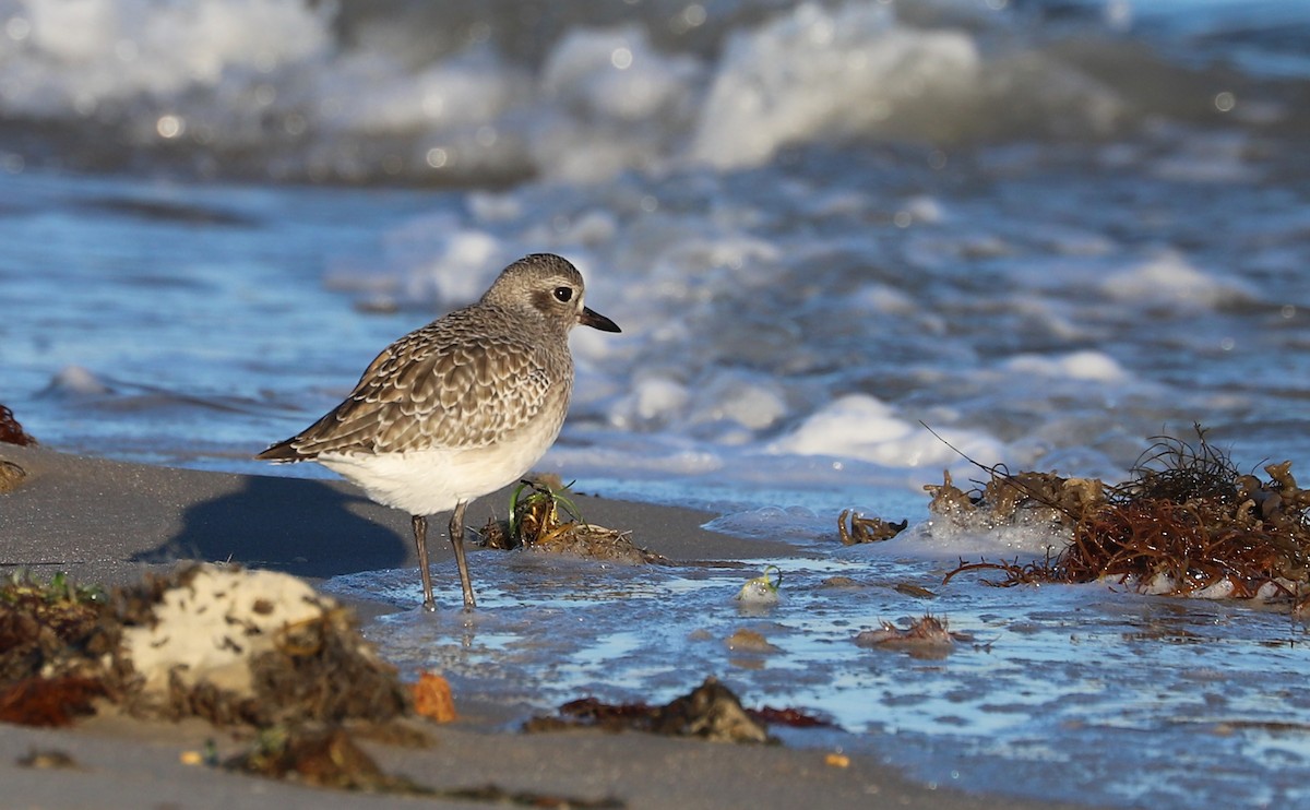 灰斑鴴 - ML647526634