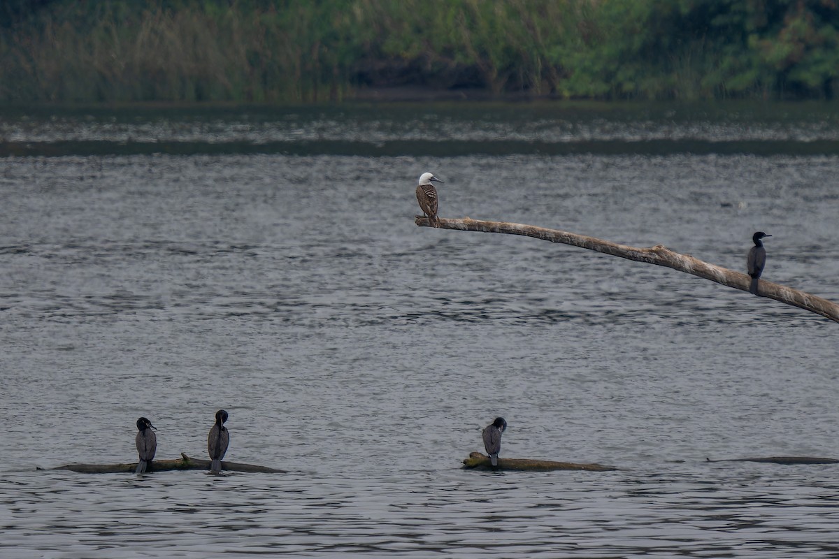 Peruvian Booby - ML647526635