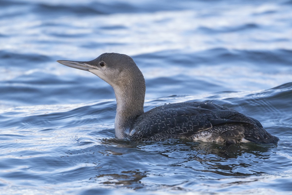 紅喉潛鳥 - ML647526636