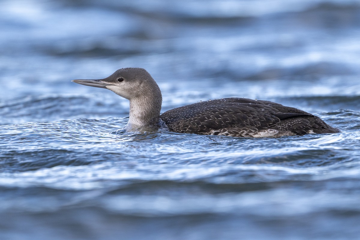 紅喉潛鳥 - ML647526637