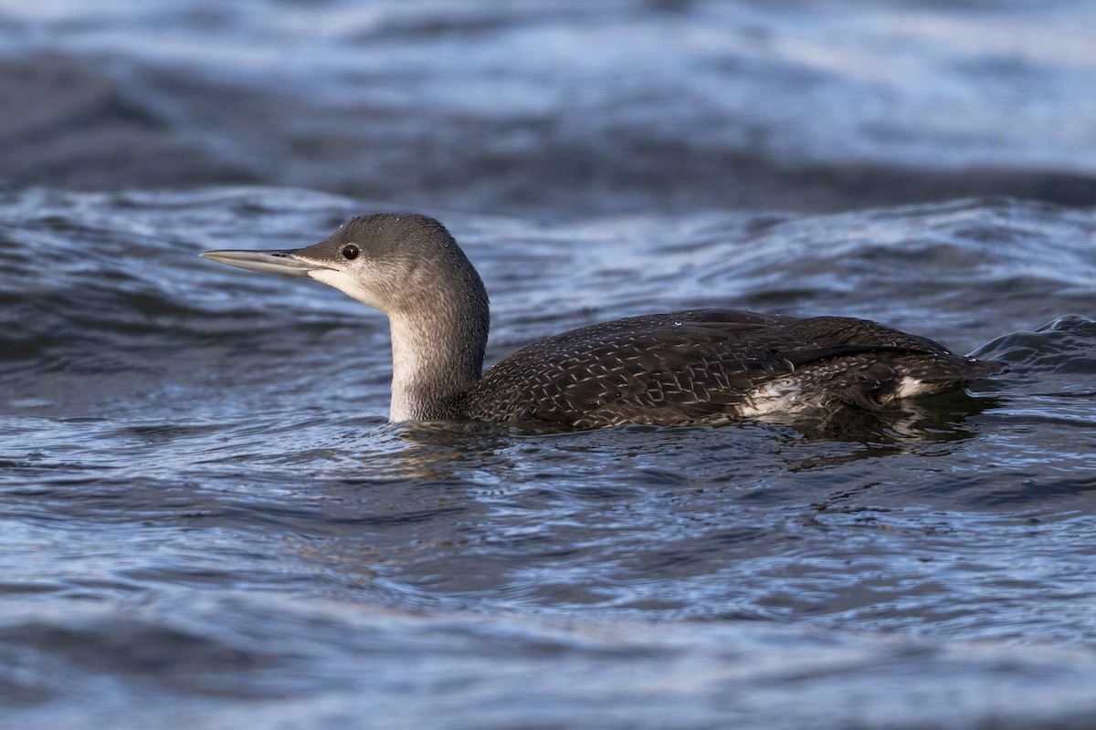 紅喉潛鳥 - ML647526638