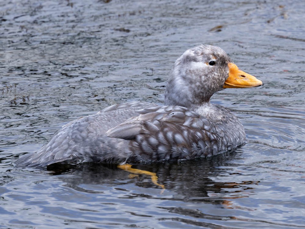 Falkland Steamer-Duck - ML647526639