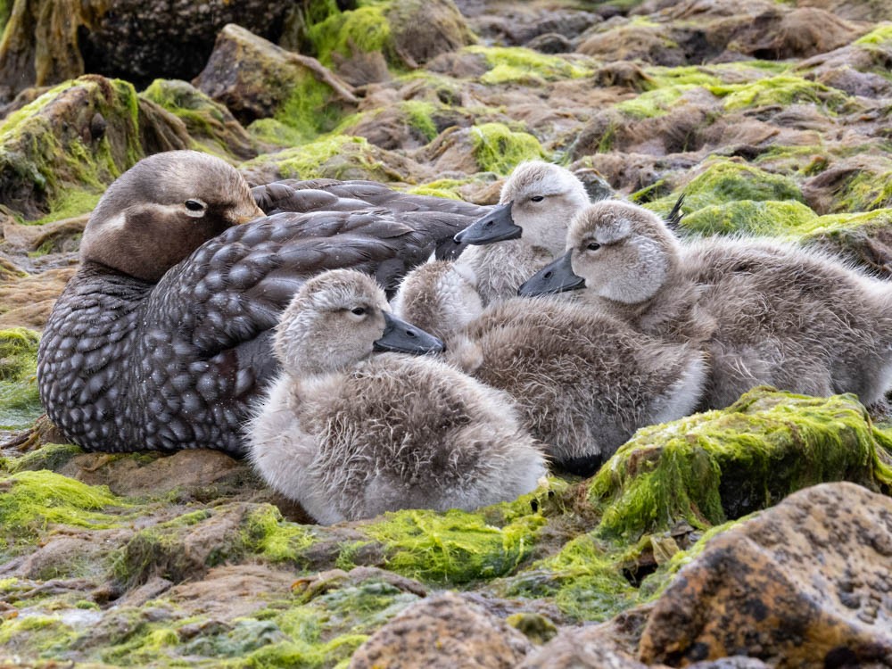 Falkland Steamer-Duck - ML647526640