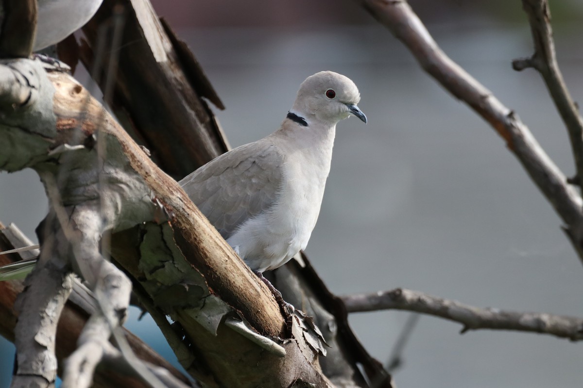 灰斑鳩 - ML647526641