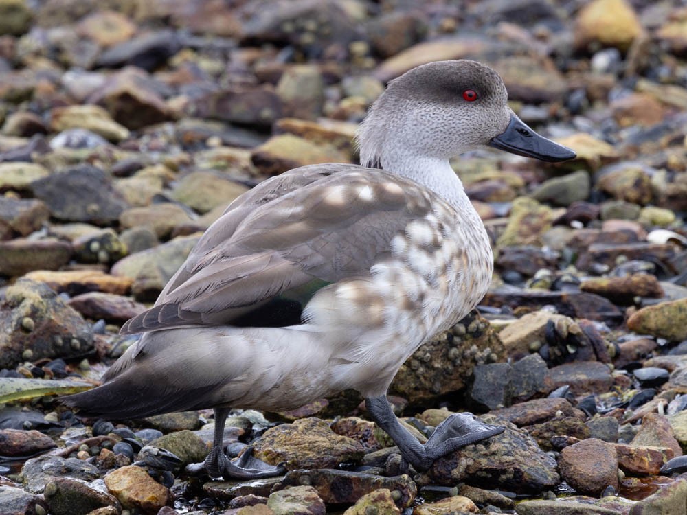 Crested Duck - ML647526644