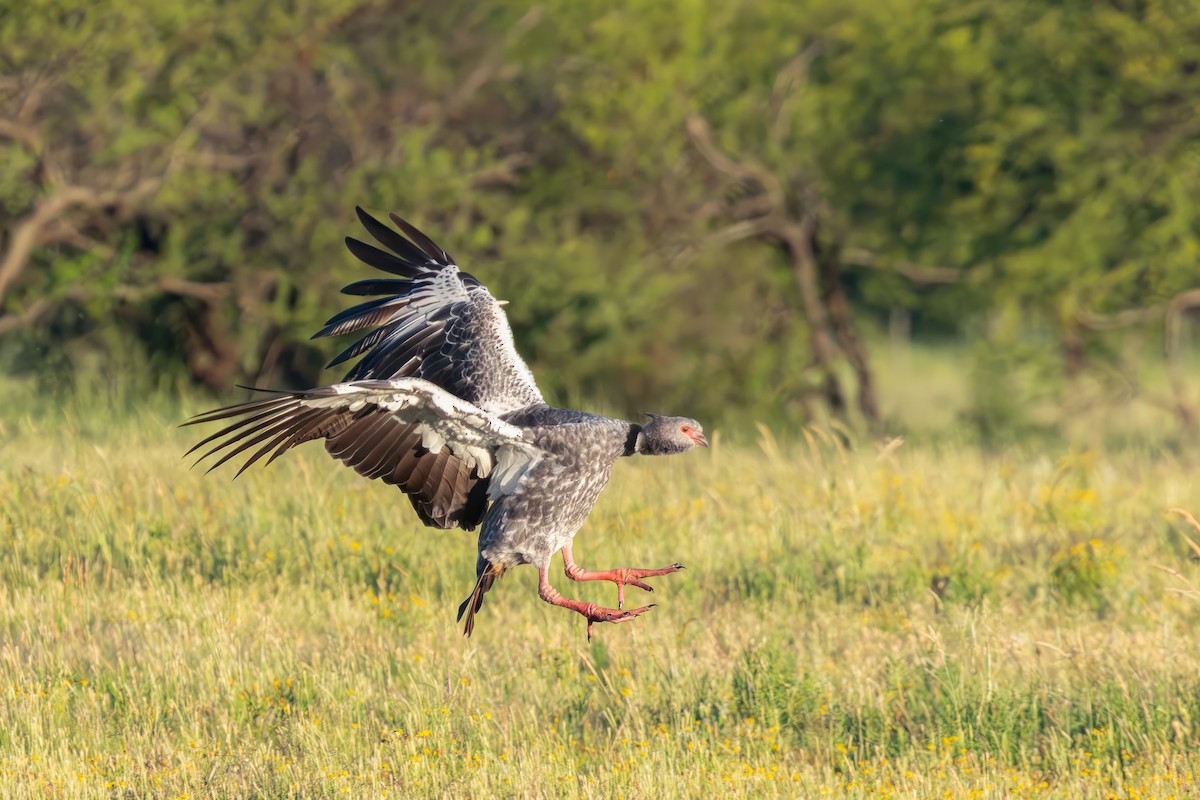 Southern Screamer - ML647526645