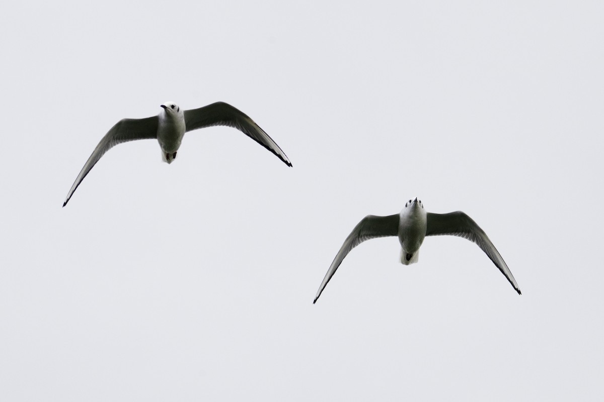 Bonaparte's Gull - ML647526646