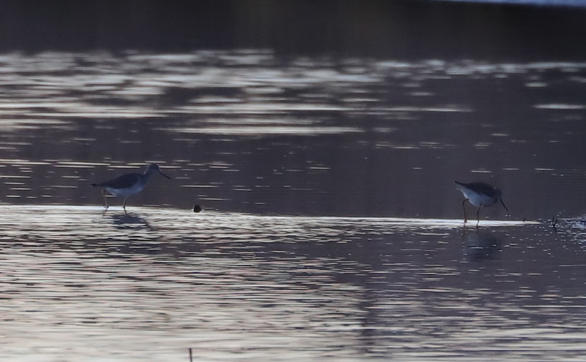 Greater Yellowlegs - ML647526648