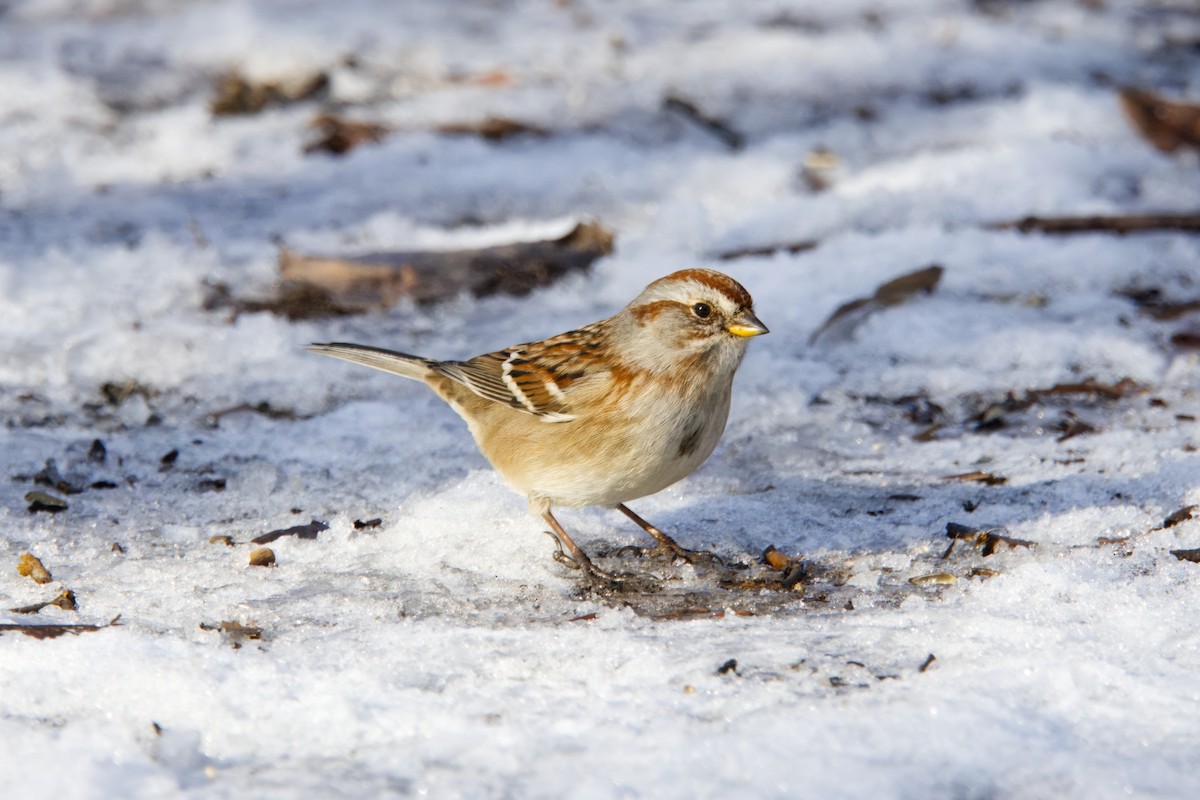 American Tree Sparrow - ML647526649