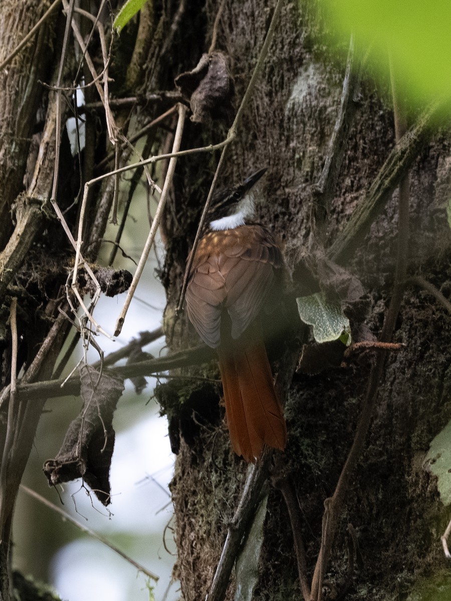 Streaked Tuftedcheek - ML647526650