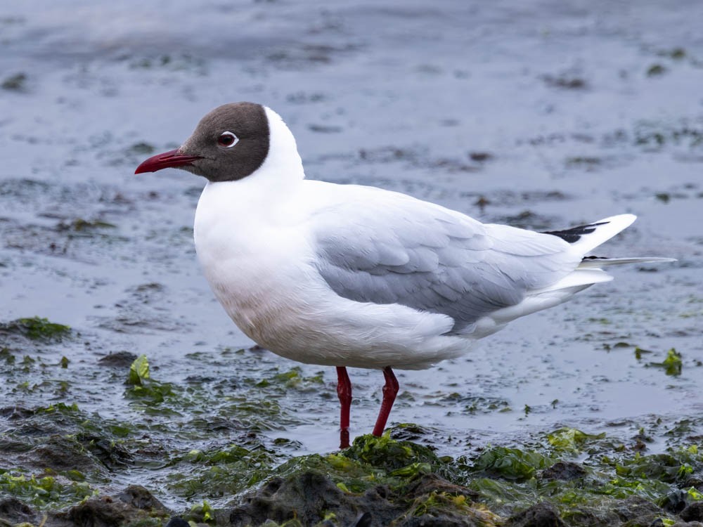 Brown-hooded Gull - ML647526651