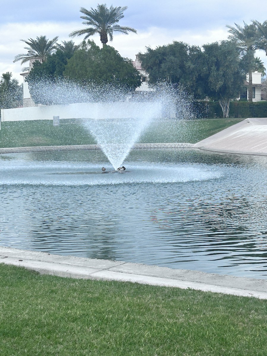 綠頭鴨 - ML647526652