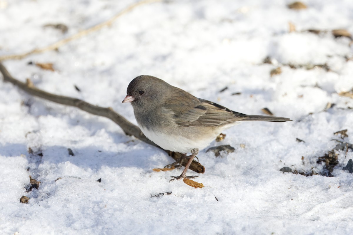 Dark-eyed Junco - ML647526656