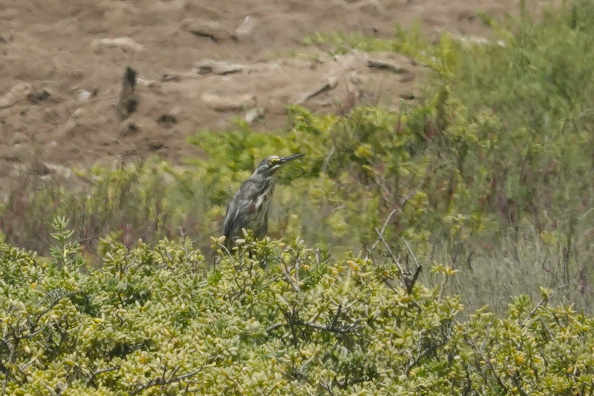 Least Bittern - ML647526657