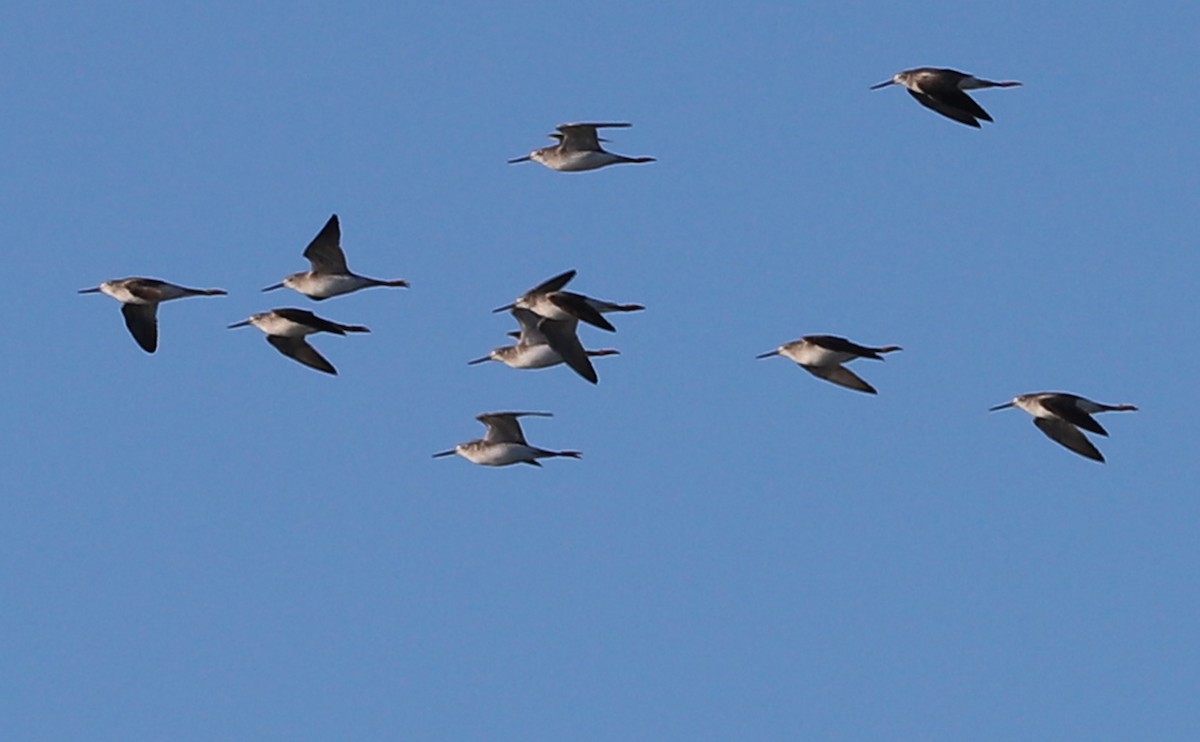 Greater Yellowlegs - ML647526658