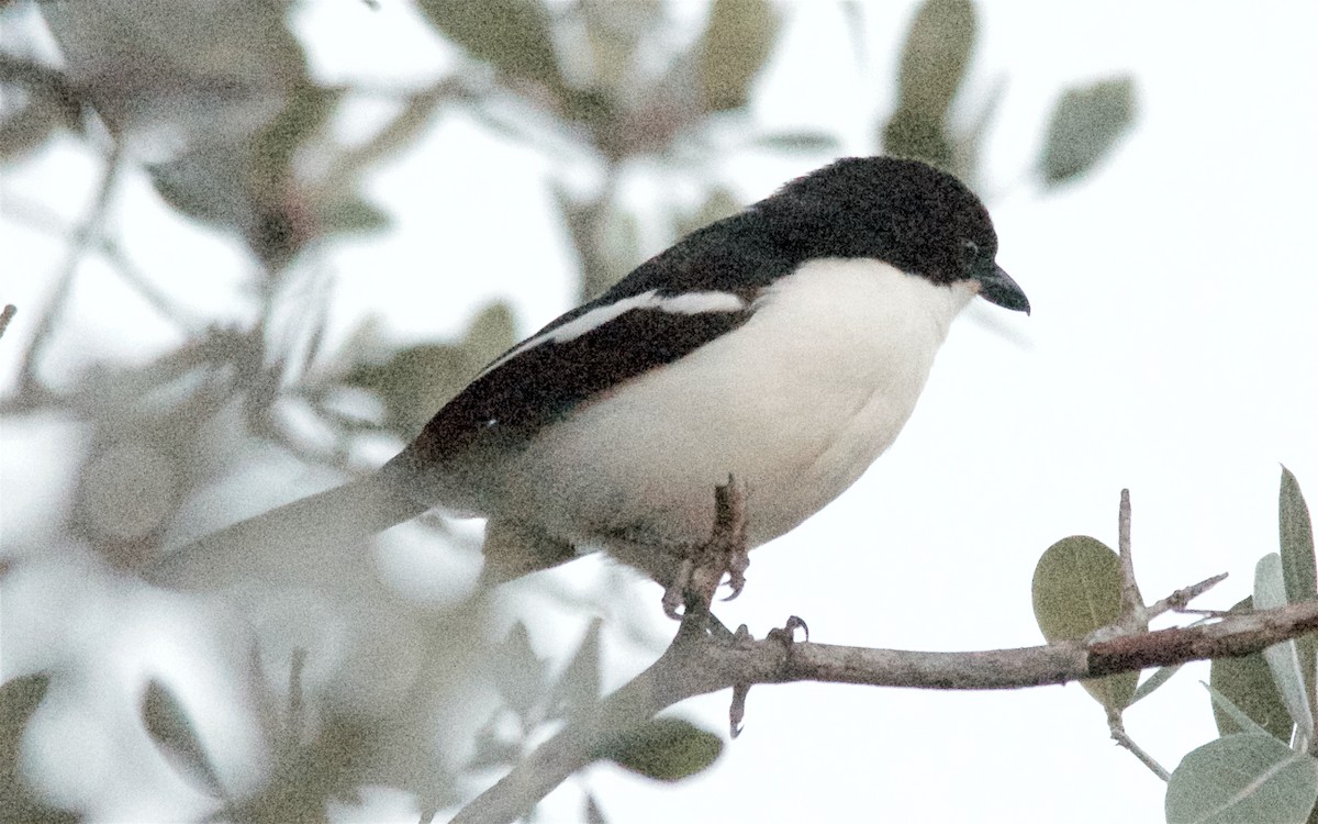 Gabon Boubou (Okavango) - ML647526663