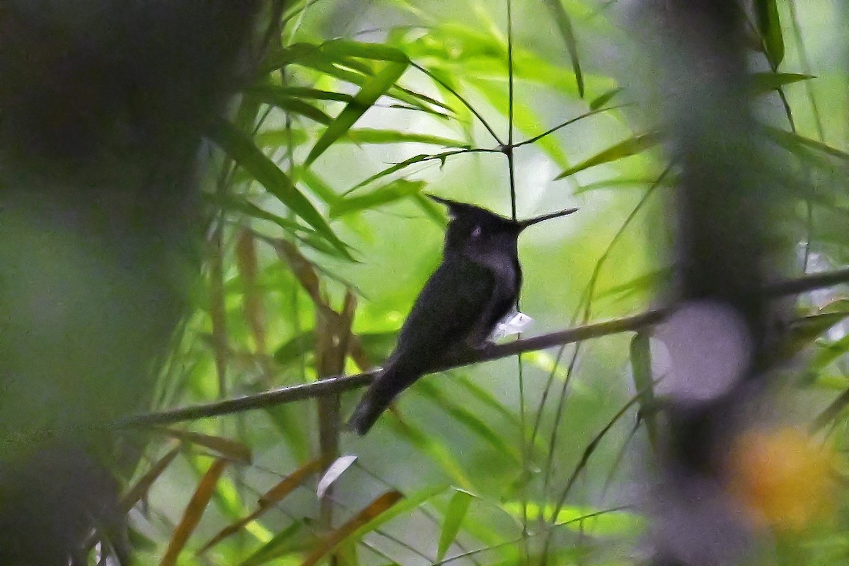 Purple-crowned Plovercrest - ML647526667
