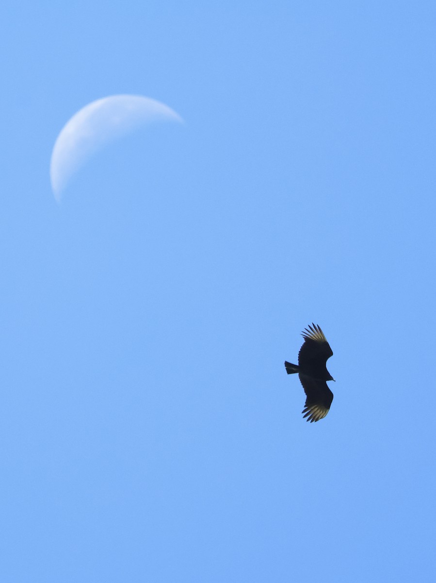 Black Vulture - ML647526671