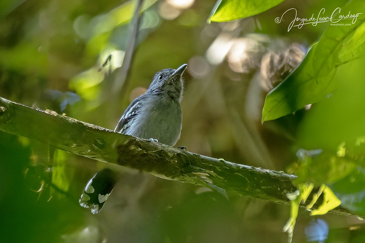 Amazonian Antshrike - ML647526686