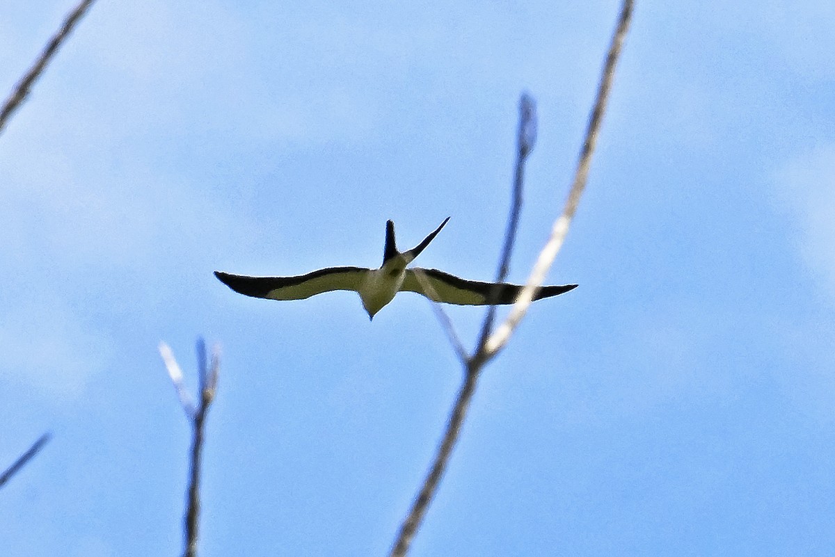 Swallow-tailed Kite - ML647526688
