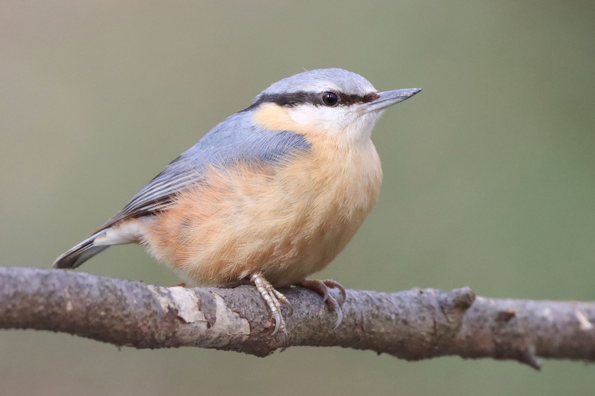 Eurasian Nuthatch (Western) - ML647526700