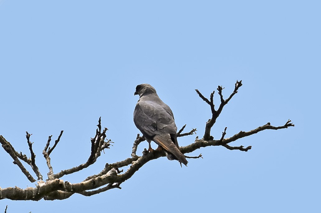 Plumbeous Kite - ML647526725