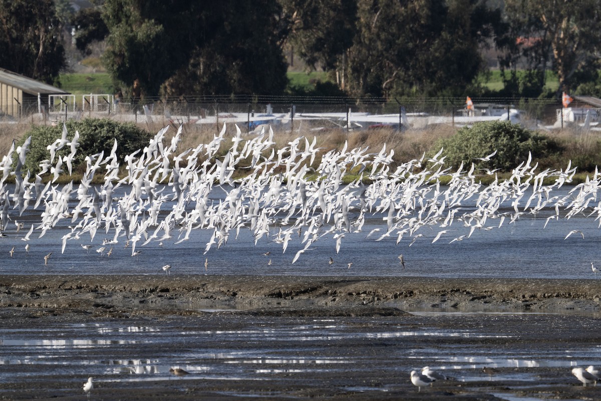 שחף אמריקני - ML647526730