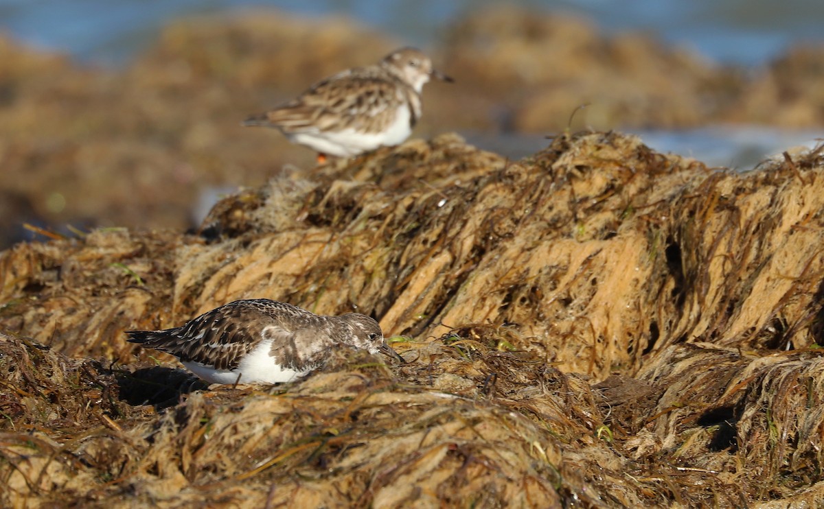 ארנריה אדמונית - ML647526731