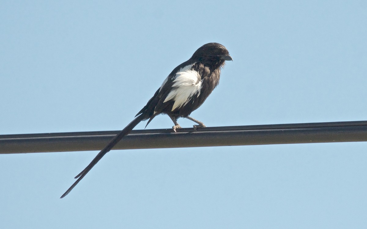 Magpie Shrike - ML647526732