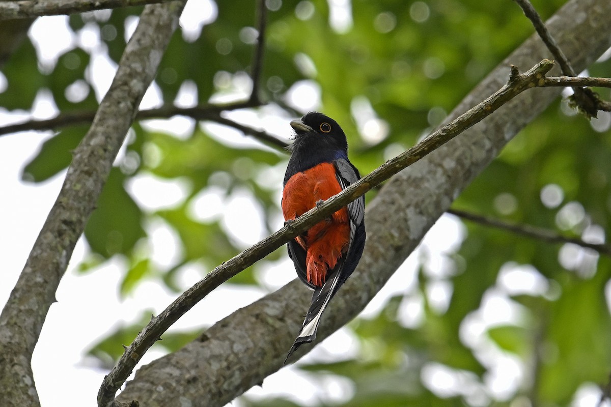 Surucua Trogon - ML647526733