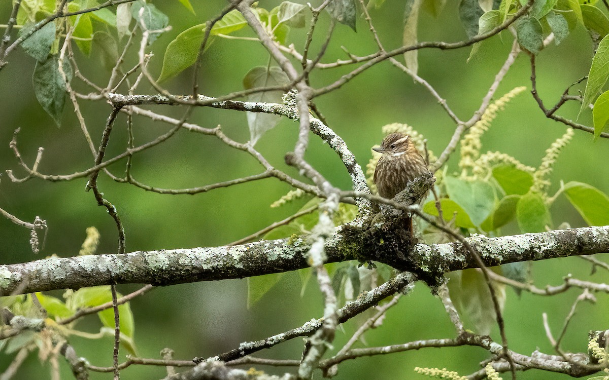 Streaked Xenops - ML647526735
