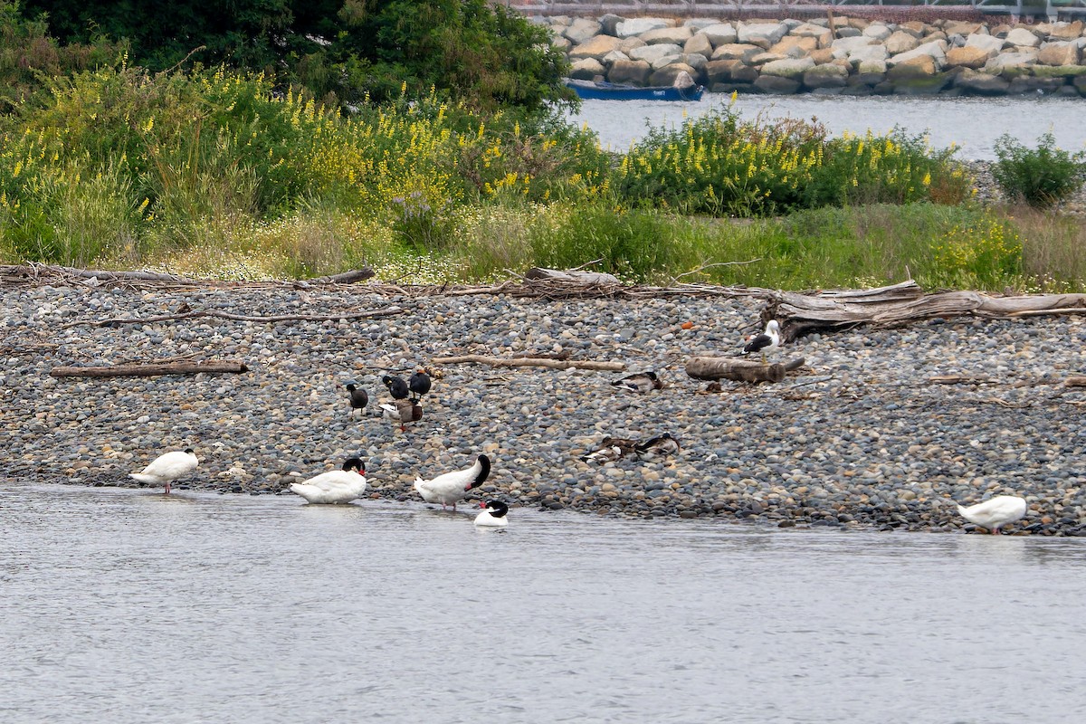ברבור שחור-צוואר - ML647526737