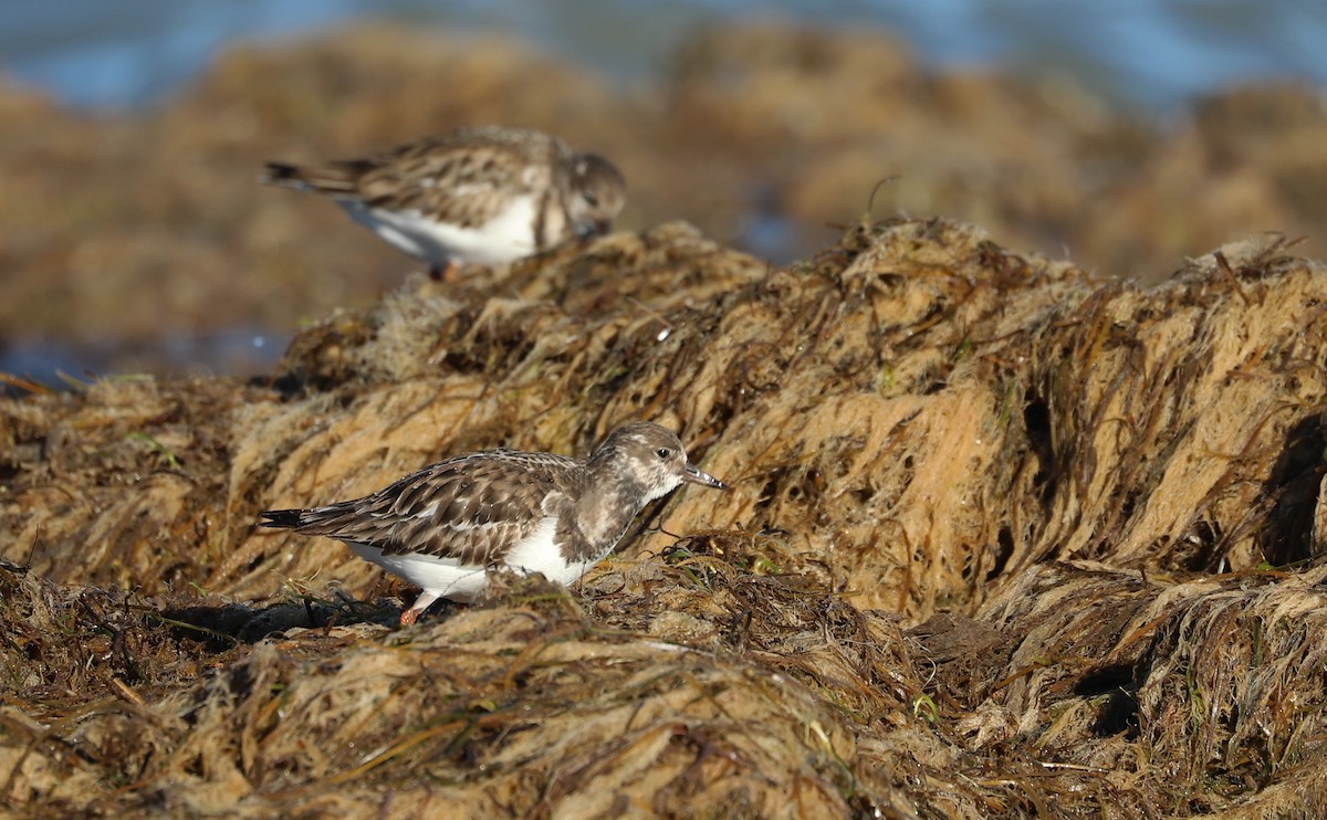 ארנריה אדמונית - ML647526739