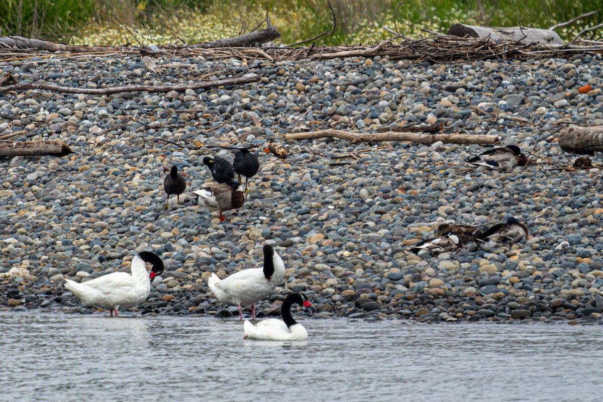 ברכיה - ML647526740