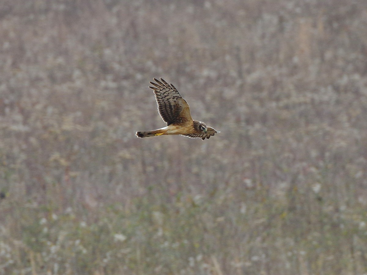 זרון אמריקני - ML647526741