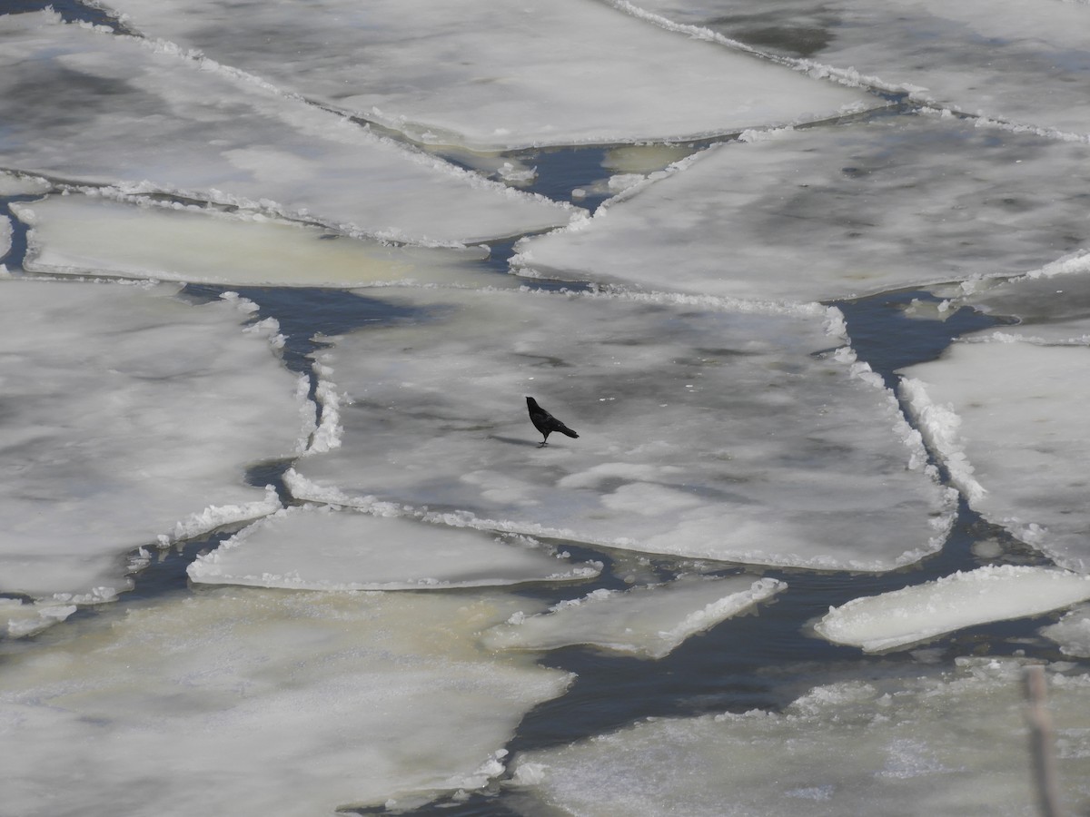 American Crow - ML647526742