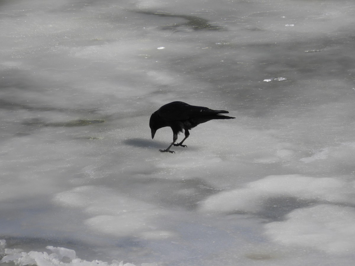 American Crow - ML647526743