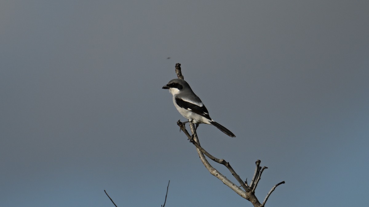 Loggerhead Shrike - ML647526744