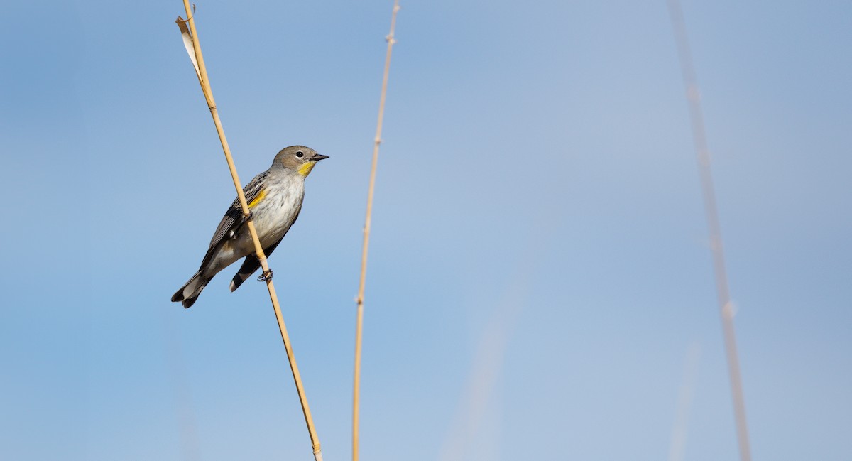 Yellow-rumped Warbler (Audubon's) - ML647526746