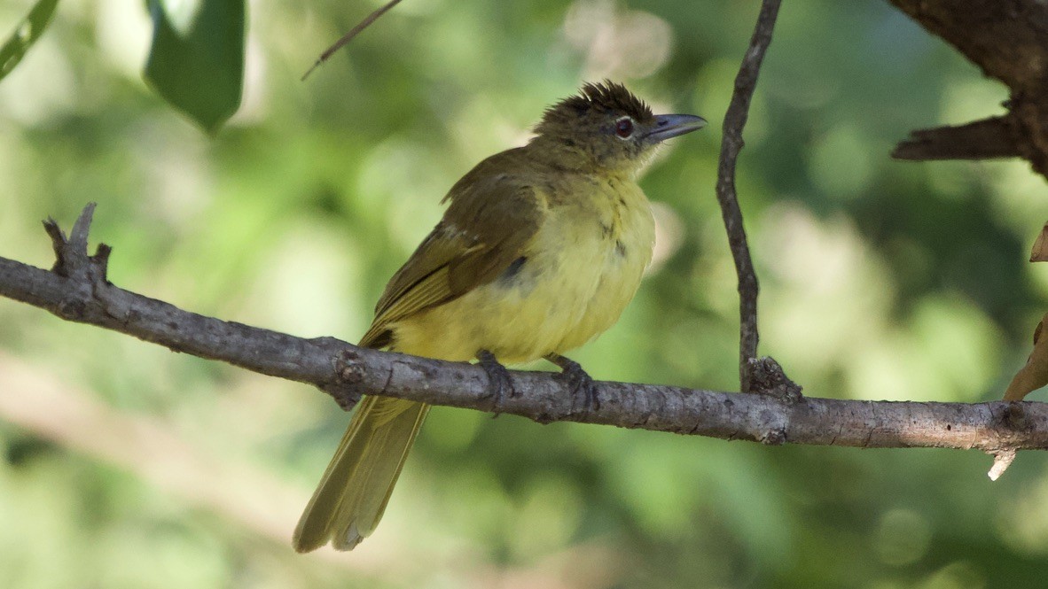 Yellow-bellied Greenbul - ML647526747