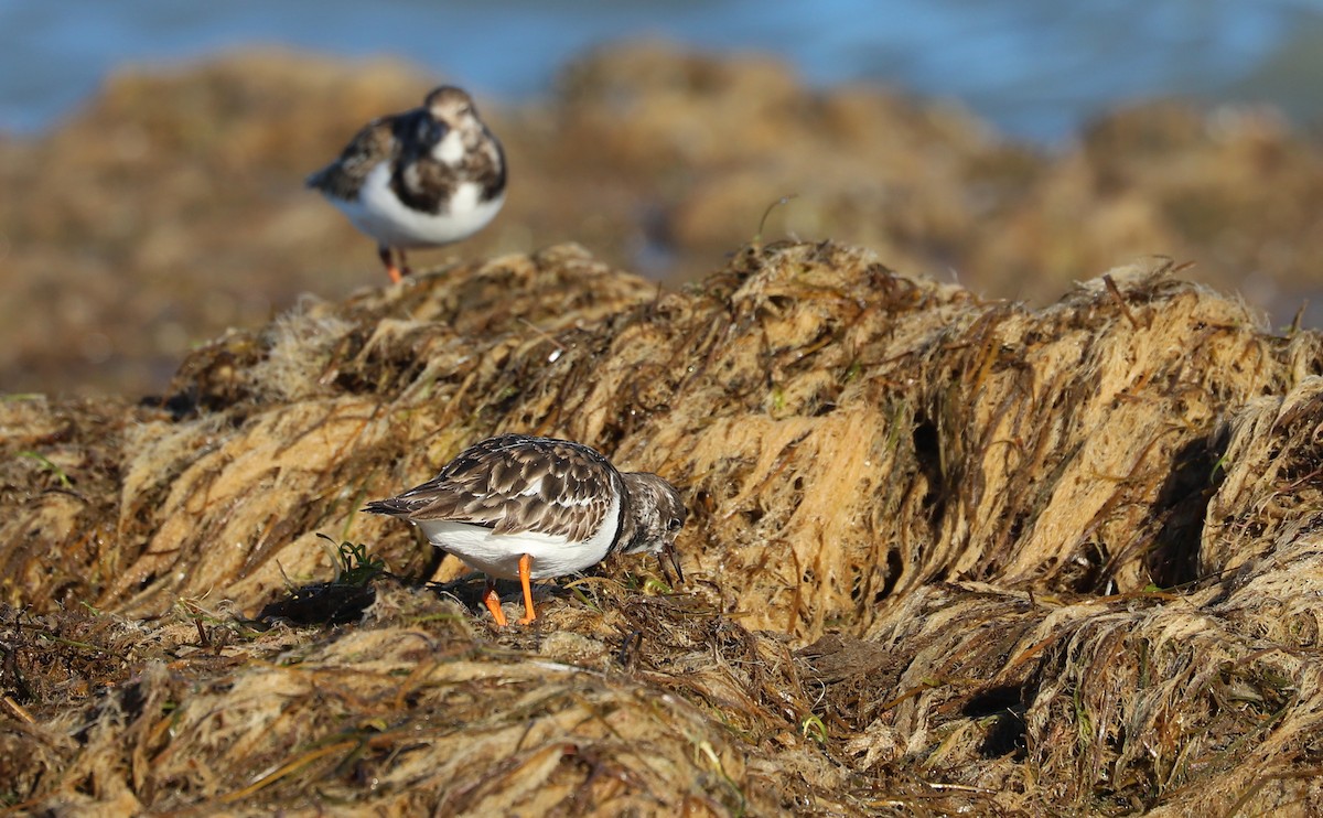 ארנריה אדמונית - ML647526748