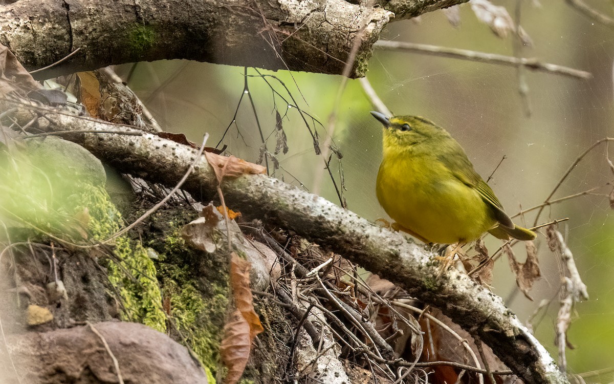 Two-banded Warbler - ML647526749