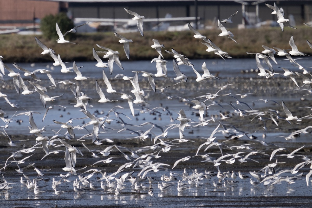 שחף אמריקני - ML647526750
