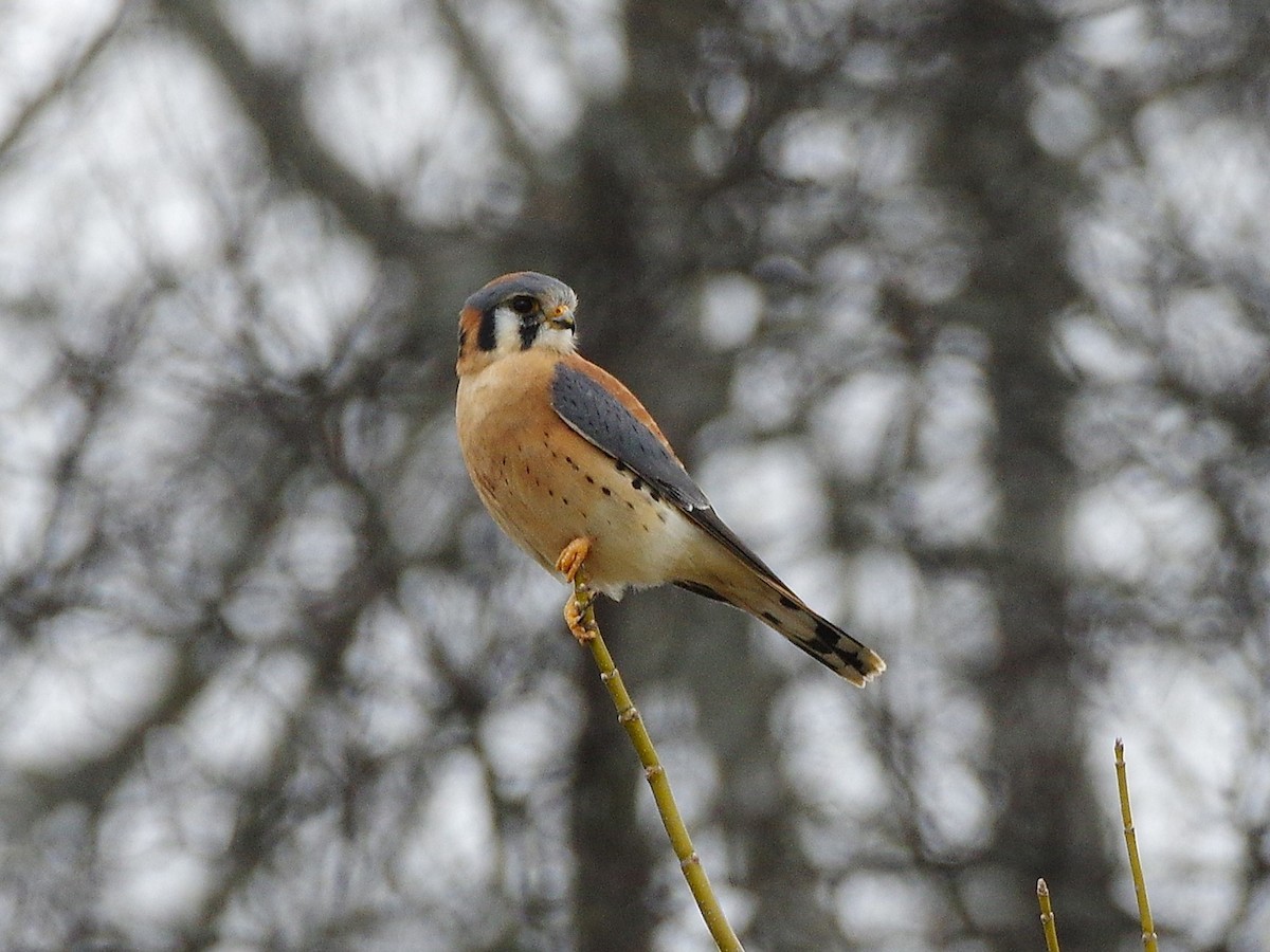 בז אמריקני - ML647526751
