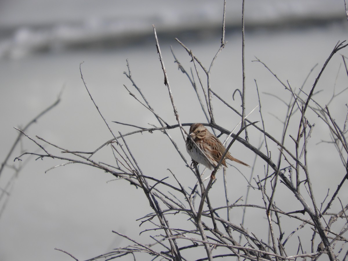 גיבתונית רוננת - ML647526752