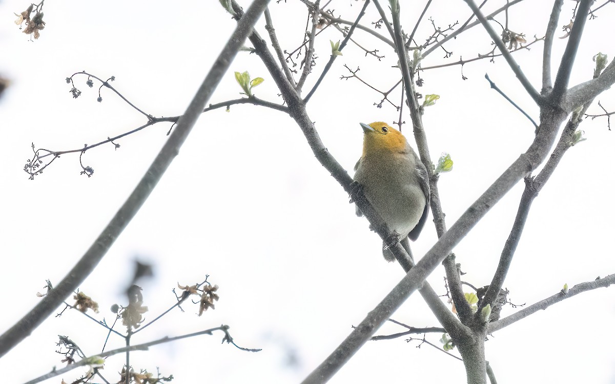 Orange-headed Tanager - ML647526753