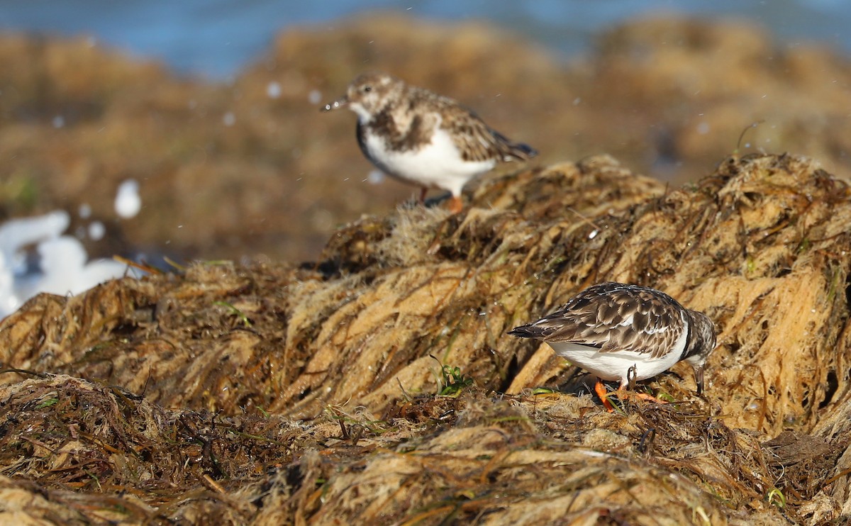 ארנריה אדמונית - ML647526755