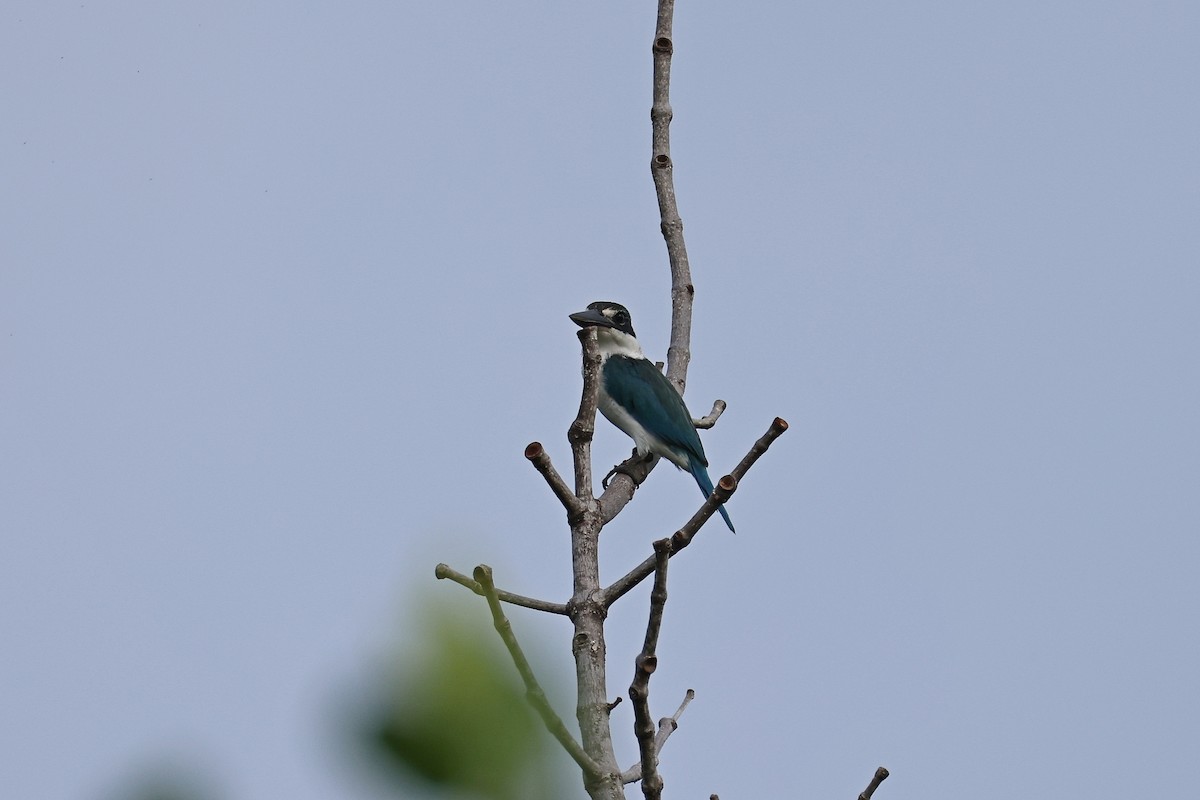 שלדג צווארון - ML647526756